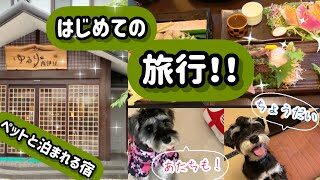 西伊豆 ペットと泊まれる宿 はじめての家族旅行にみんなsmile ミニチュアシュナウザー 犬と泊まれる温泉宿やホテル は沢山ありますよ 動画を堪能したらあなたも犬やペットと旅行へ出発